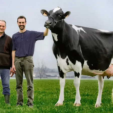 ファームステイ El Cavajer Revello